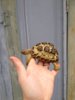 ImageUploadedByTortoise Forum1425440091.858956.jpg