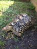 ImageUploadedByTortoise Forum1425481797.769762.jpg