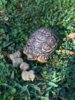 ImageUploadedByTortoise Forum1425481845.471745.jpg