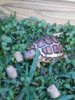 ImageUploadedByTortoise Forum1425481855.735738.jpg