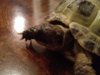 ImageUploadedByTortoise Forum1425506376.596289.jpg