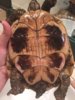 ImageUploadedByTortoise Forum1425668597.430832.jpg