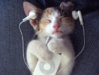 cat-music.jpg