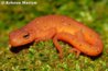 eastern-newt-wallpapers-7.jpg