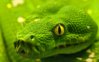 Reptiles HD Wallpapers (10).jpg