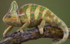 chameleon.jpg