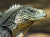 category-reptiles-lizard-reptile-picture_218069.jpg