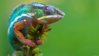 reptiles-chameleons-reptile-images_340358.jpg