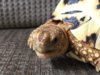 ImageUploadedByTortoise Forum1426051319.556333.jpg