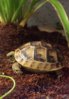 ImageUploadedByTortoise Forum1426121084.139535.jpg