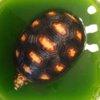 ImageUploadedByTortoise Forum1426300612.864656.jpg