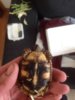 ImageUploadedByTortoise Forum1426338646.981295.jpg