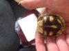 ImageUploadedByTortoise Forum1426338672.268028.jpg