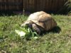 ImageUploadedByTortoise Forum1426367362.170487.jpg