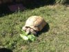 ImageUploadedByTortoise Forum1426367402.796064.jpg