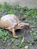 ImageUploadedByTortoise Forum1426562957.146730.jpg