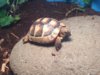 ImageUploadedByTortoise Forum1427175404.616551.jpg