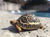 ImageUploadedByTortoise Forum1427231137.372326.jpg