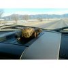 Comrad Turtle in the car.jpg
