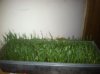 tort grass 1 week in.jpg