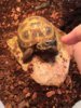 ImageUploadedByTortoise Forum1427563359.973603.jpg