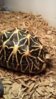 Female Star Tortoise.jpg