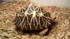 Female Star Tortoise2.jpg