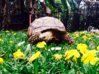 ImageUploadedByTortoise Forum1427655999.853276.jpg