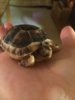 ImageUploadedByTortoise Forum1427657482.502155.jpg