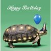 birthday turtle.jpg
