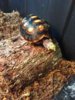 ImageUploadedByTortoise Forum1427879517.391026.jpg