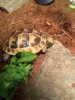 ImageUploadedByTortoise Forum1427983179.187400.jpg