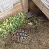 ImageUploadedByTortoise Forum1428074841.006421.jpg