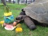 Galapagos-tortoise-birthday-compressed-533x400.jpg