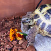 my tortoise and marigold.jpg