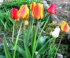 tulips smaller.jpg