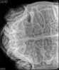 03-31-15 Darth X-ray.jpg