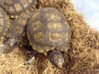 ImageUploadedByTortoise Forum1428846723.527156.jpg