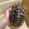 ImageUploadedByTortoise Forum1429044502.140741.jpg