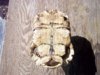 SA Leopard (Roachie) 4-21-15 d.jpg