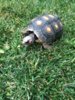 ImageUploadedByTortoise Forum1429847130.938134.jpg