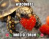 ImageUploadedByTortoise Forum1429972537.604290.jpg