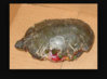 ImageUploadedByTortoise Forum1429983817.854170.jpg