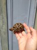 ImageUploadedByTortoise Forum1430073122.670543.jpg