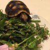 ImageUploadedByTortoise Forum1430269035.012155.jpg