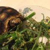 ImageUploadedByTortoise Forum1430269046.617806.jpg