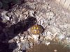 eastern box turtle 05-02-15.jpg