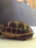 ImageUploadedByTortoise Forum1430877142.603156.jpg