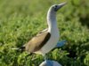 blue-footed-booby_473_600x450.jpg