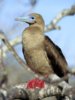 red-footed-booby_678_600x450.jpg